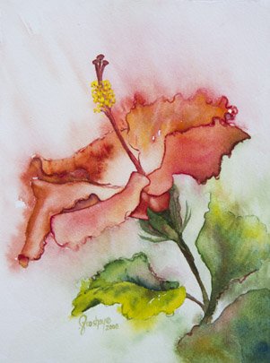 Hibiscus Wendy Froshay