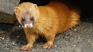 SableTail